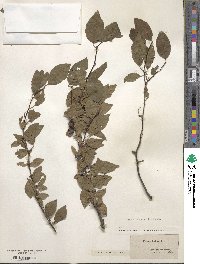 Prunus angustifolia image