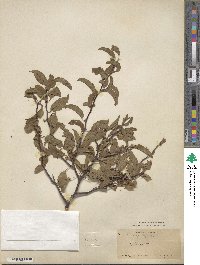 Prunus angustifolia image