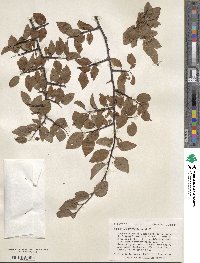 Prunus angustifolia image