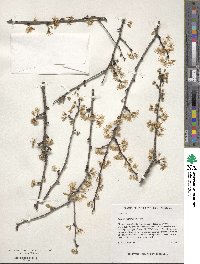 Prunus angustifolia image