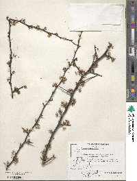 Prunus angustifolia image