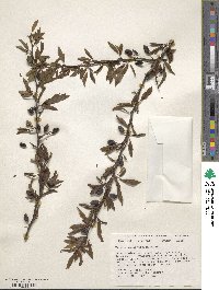 Prunus angustifolia image