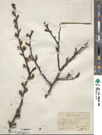 Prunus angustifolia image