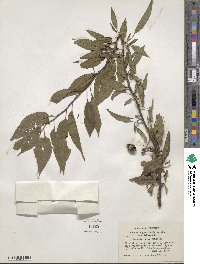 Prunus angustifolia image