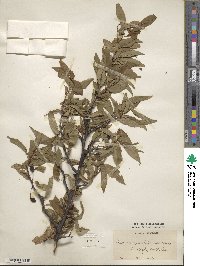 Prunus angustifolia image