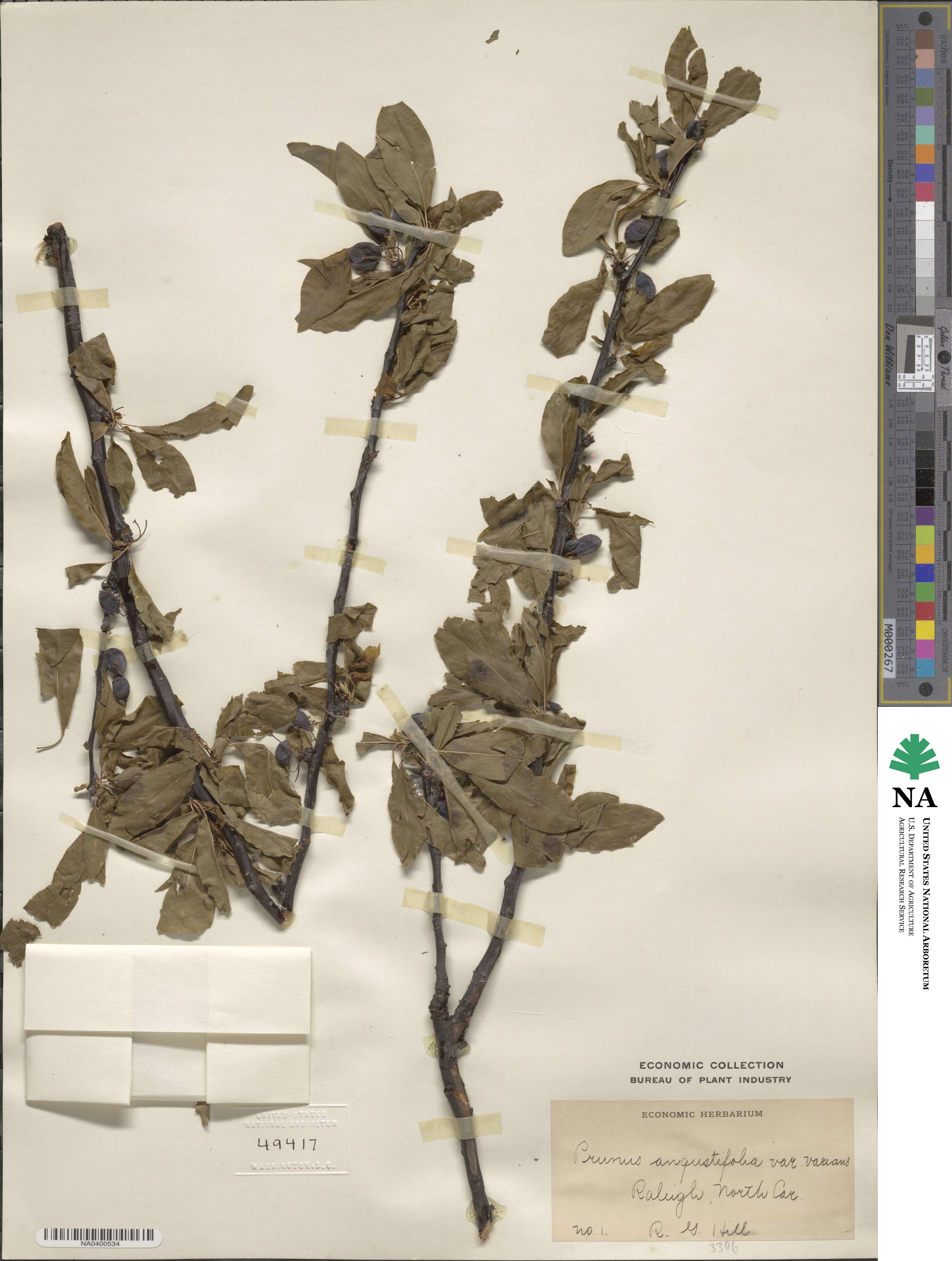 Prunus angustifolia image