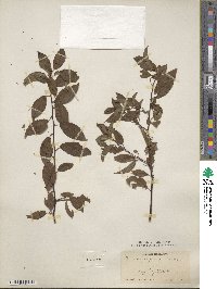 Prunus angustifolia image