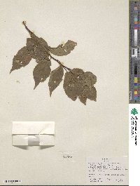 Prunus angustifolia image