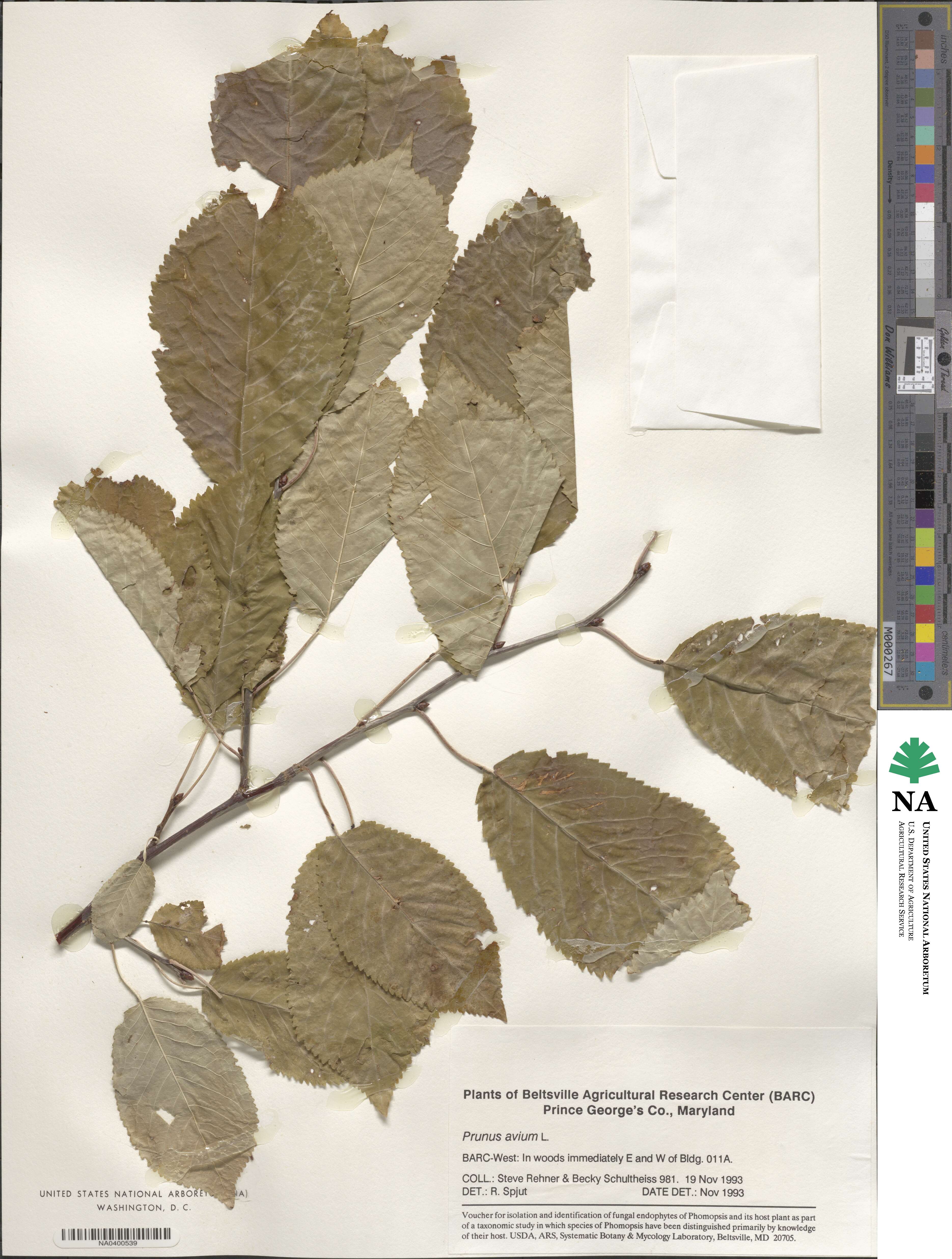 Prunus avium image