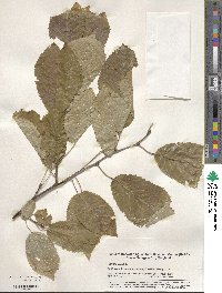 Prunus avium image