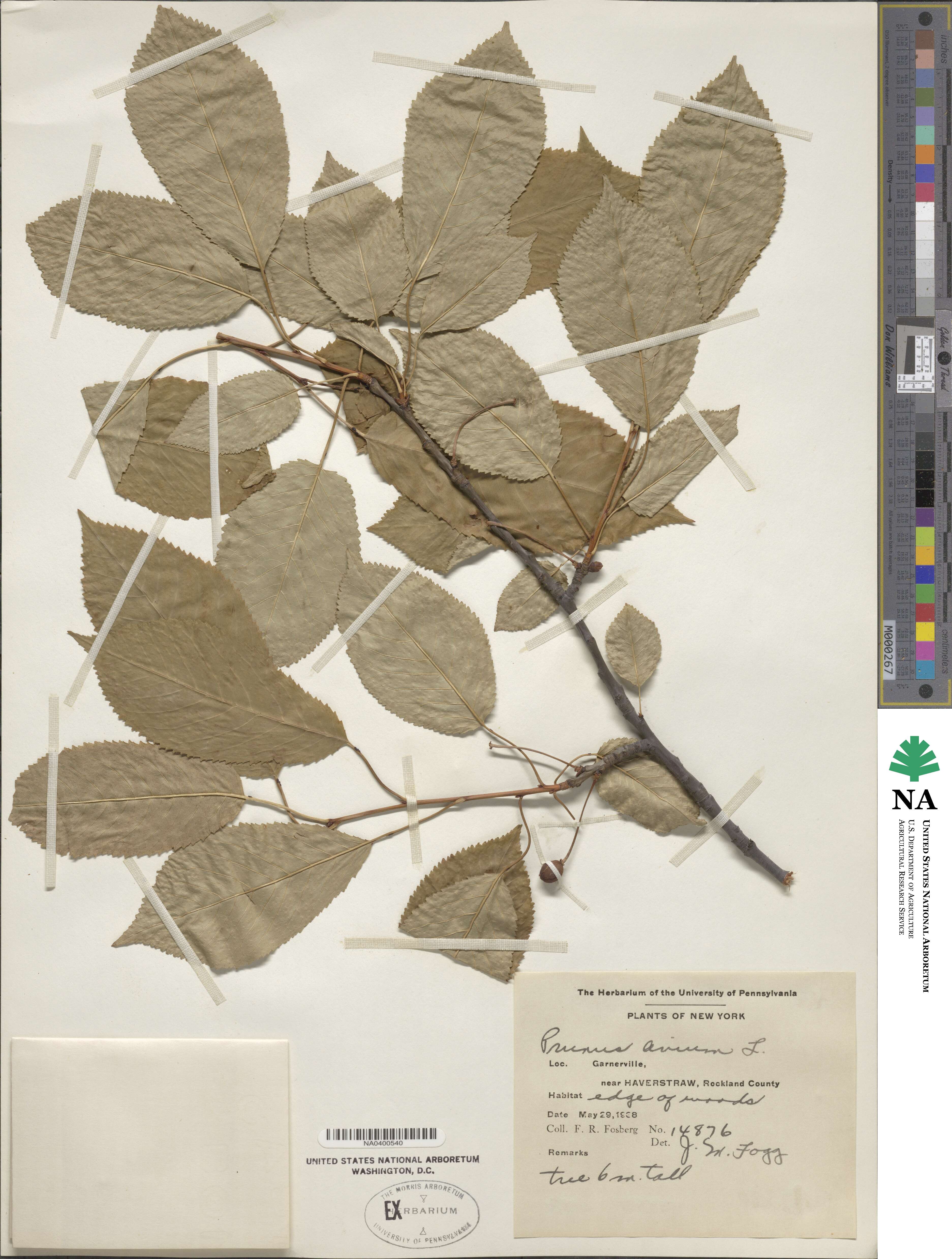 Prunus avium image