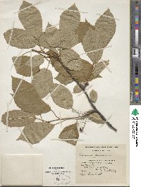 Prunus avium image