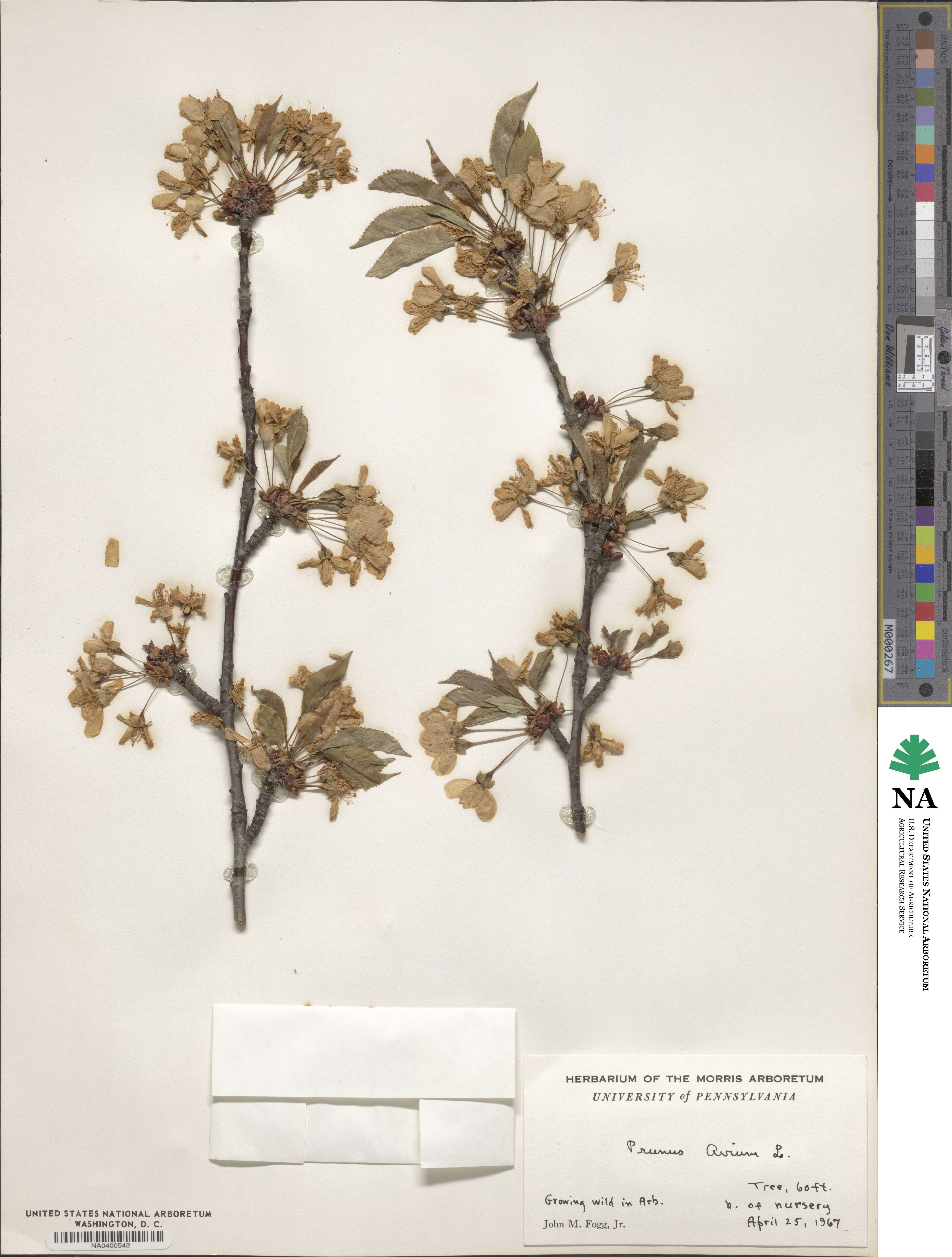 Prunus avium image