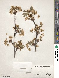 Prunus avium image