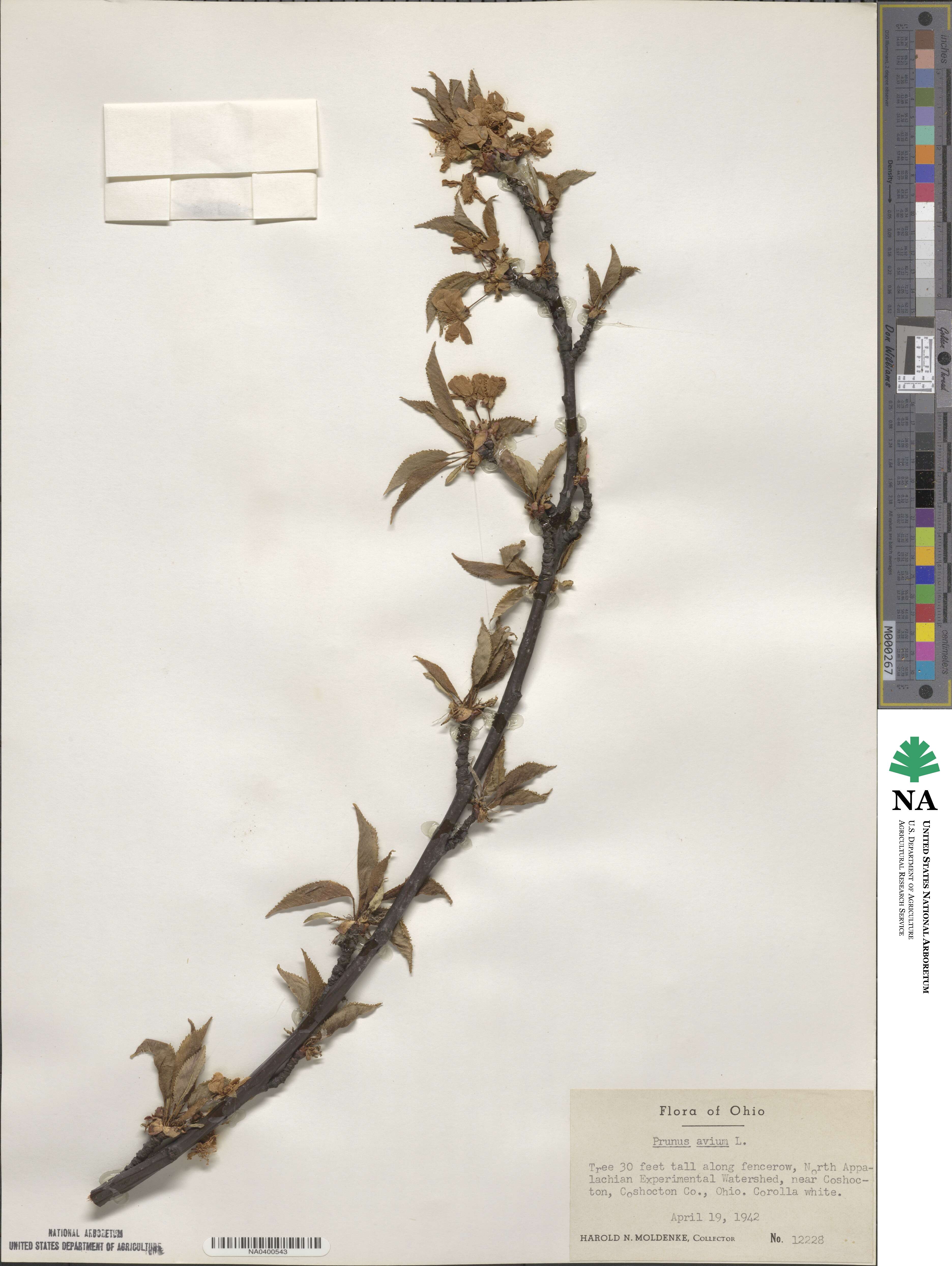 Prunus avium image