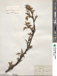 Prunus avium image