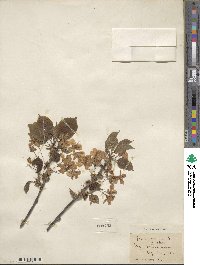 Prunus avium image