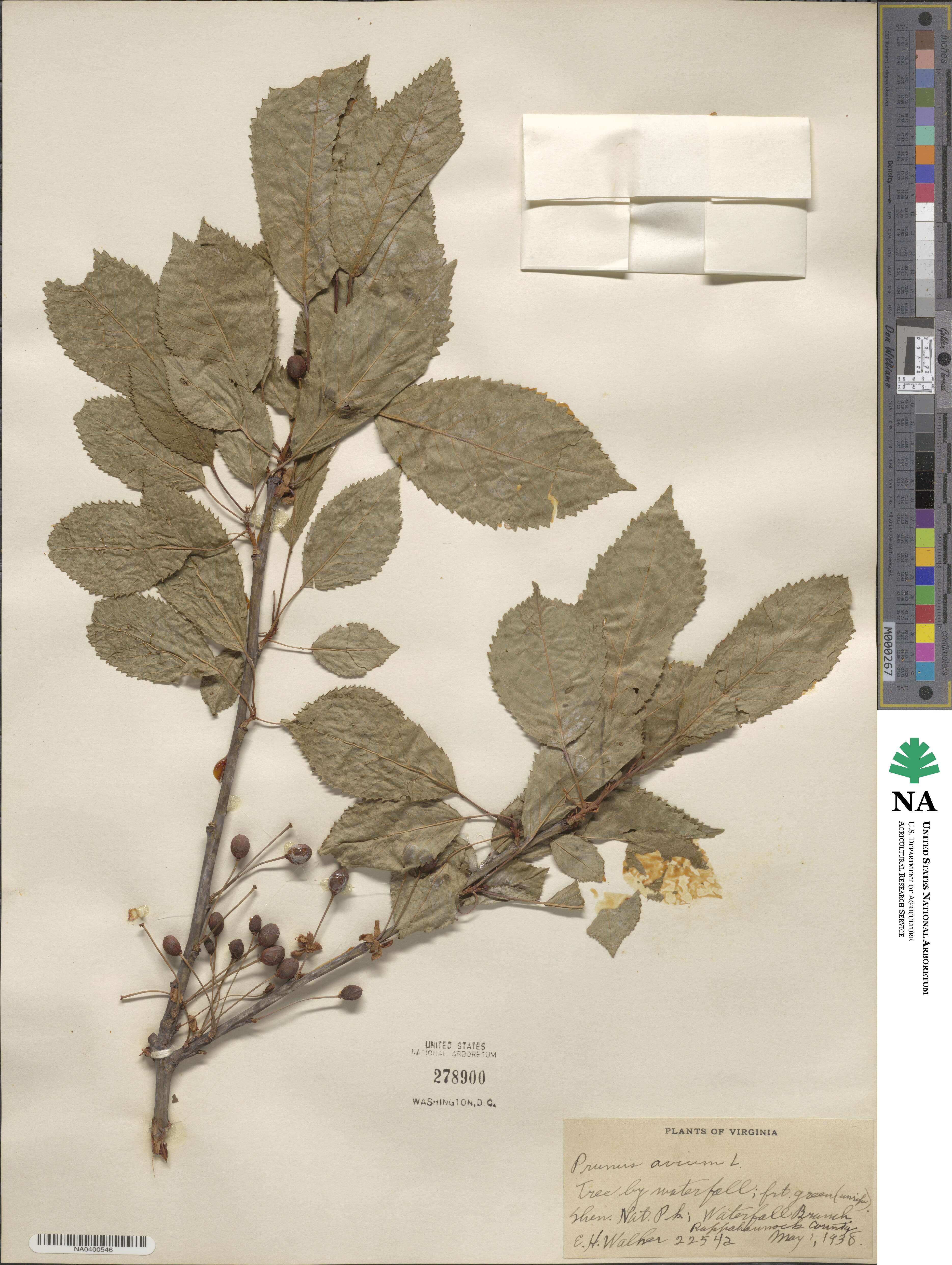 Prunus avium image