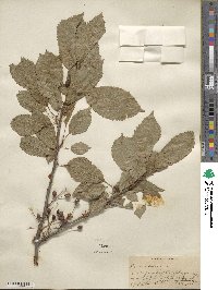 Prunus avium image