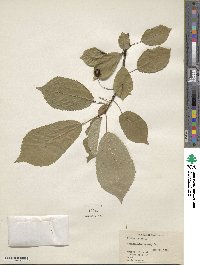 Prunus avium image