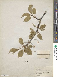 Prunus avium image