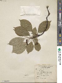 Prunus avium image