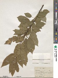 Prunus avium image