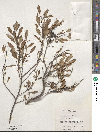 Prunus pumila image