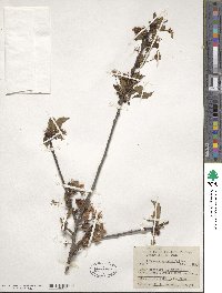 Prunus pumila var. besseyi image