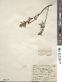 Prunus pumila image