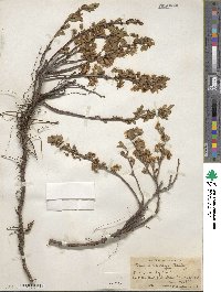 Prunus pumila var. besseyi image