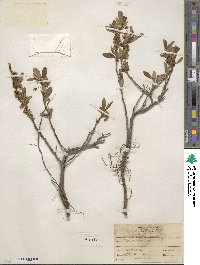 Prunus pumila image