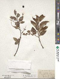 Prunus serotina var. capuli image