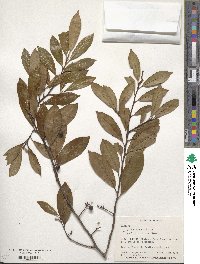 Prunus caroliniana image