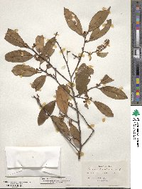 Prunus caroliniana image