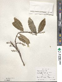 Prunus caroliniana image