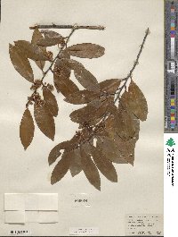 Prunus caroliniana image