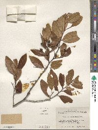 Prunus caroliniana image