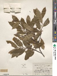 Prunus caroliniana image