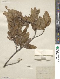 Prunus caroliniana image