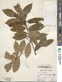 Prunus caroliniana image