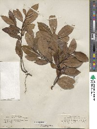 Prunus caroliniana image