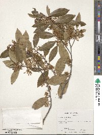 Prunus caroliniana image