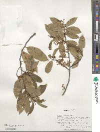 Prunus caroliniana image