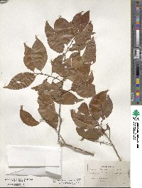 Prunus caroliniana image