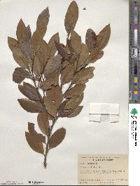 Prunus caroliniana image