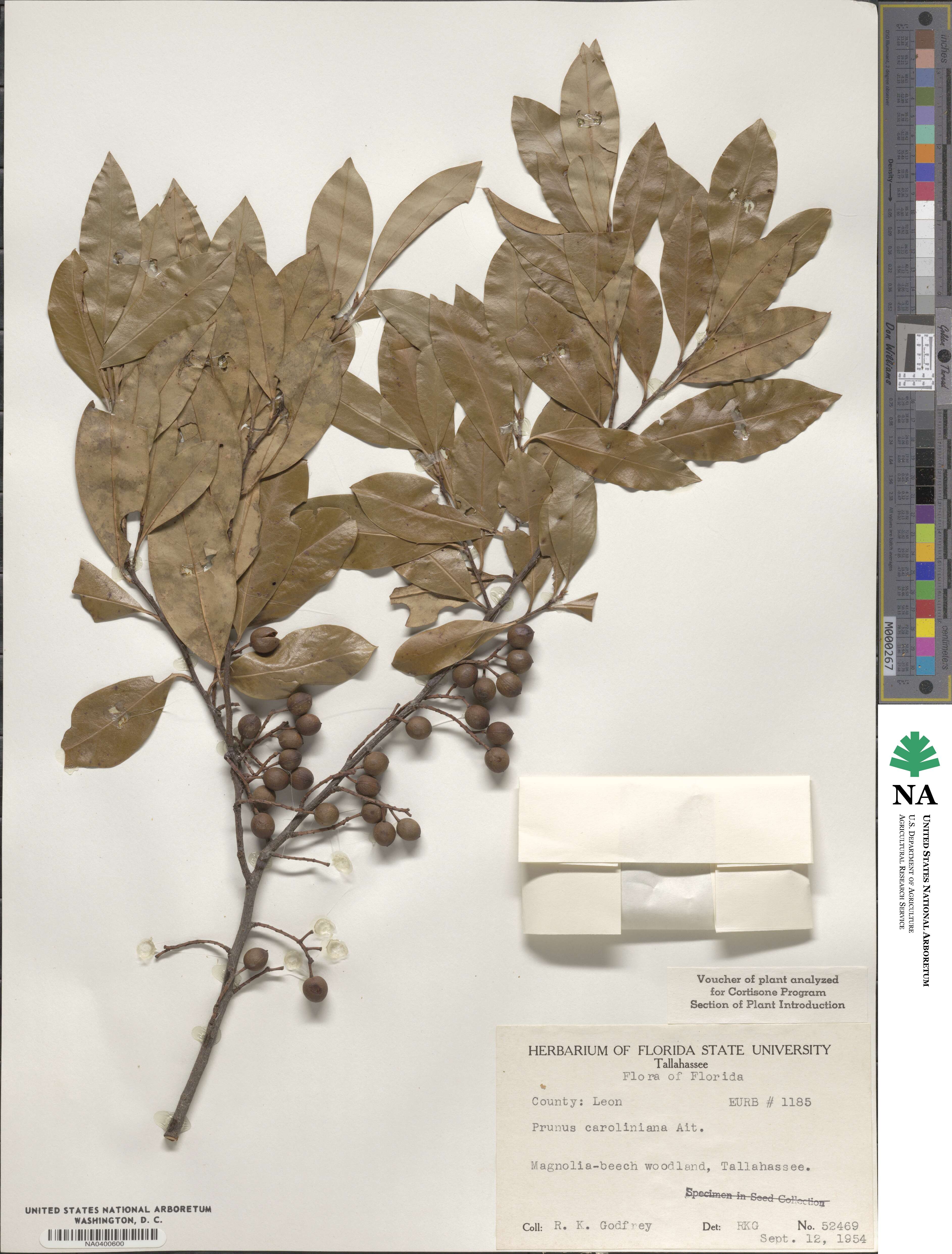 Prunus caroliniana image