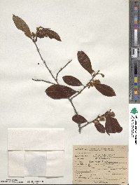 Prunus caroliniana image