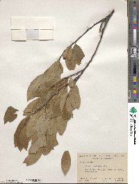 Prunus caroliniana image