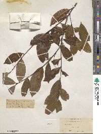 Prunus caroliniana image